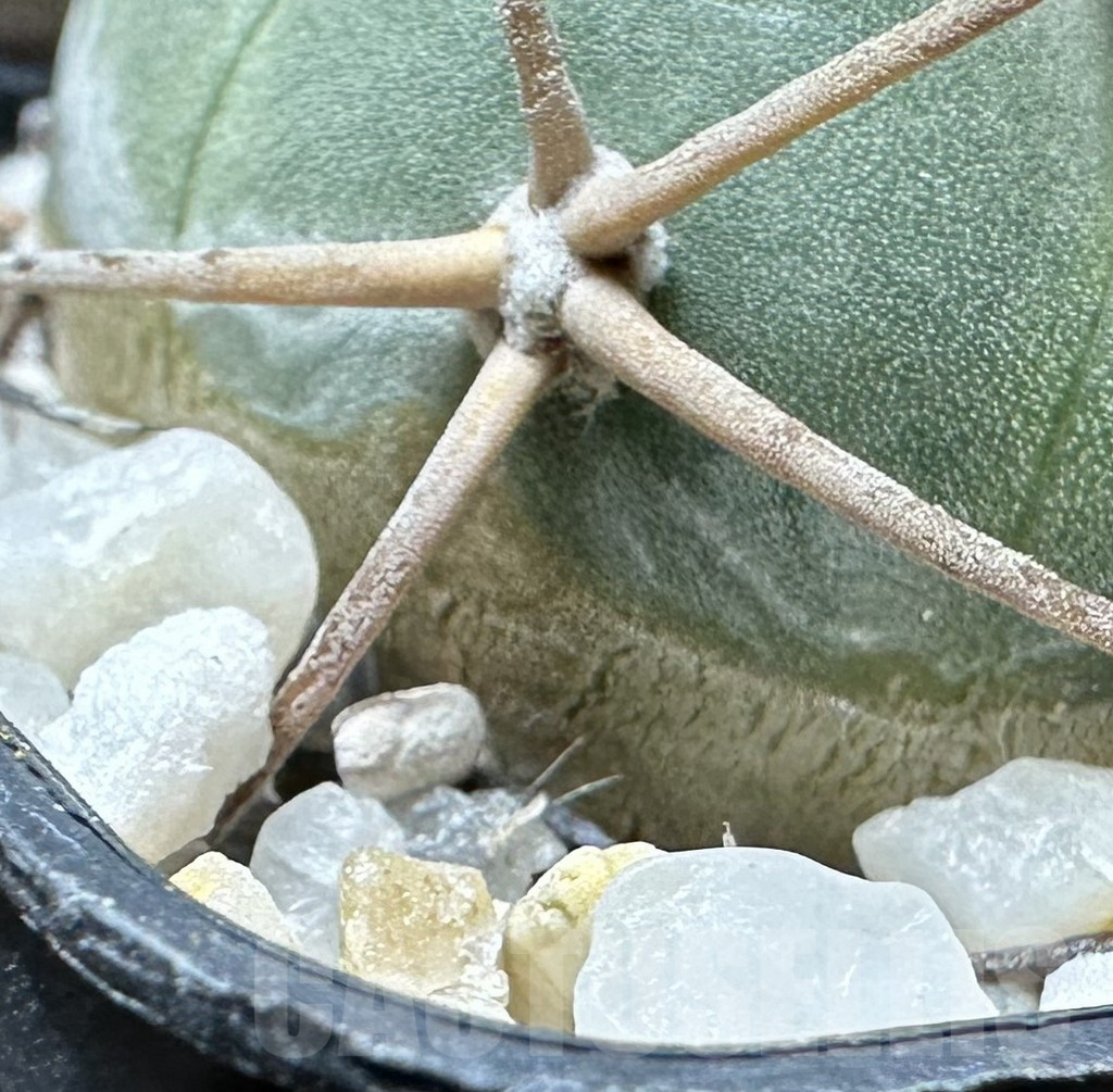 SHPR32380 Gymnocalycium spegazzinii ssp. cardenasianum - Зображення 3