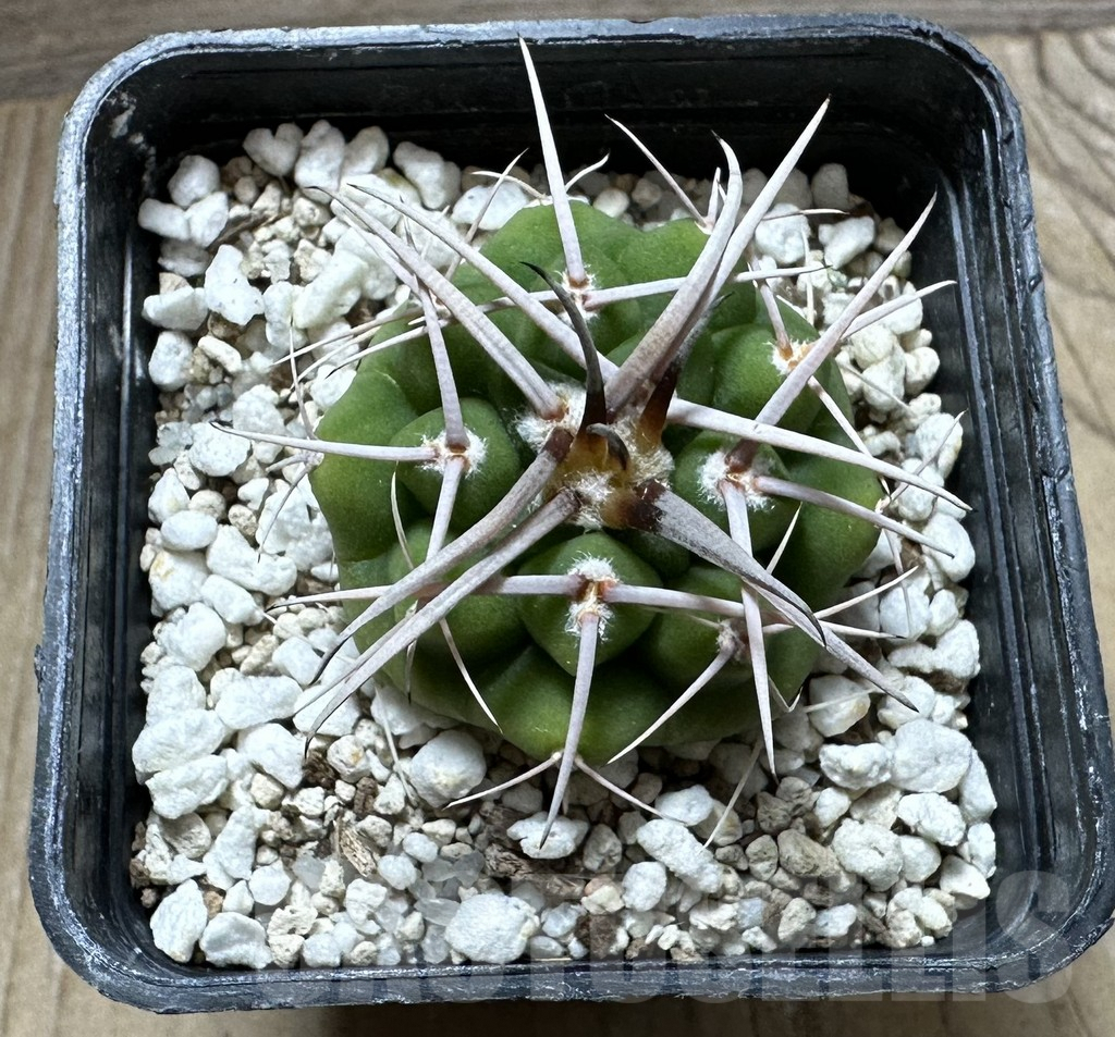 SHPR32384 Gymnocalycium ferocior VG320 - Зображення 2