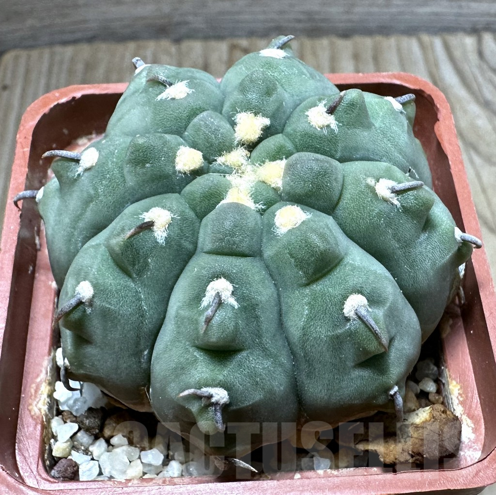 SHPR32386 Gymnocalycium vatteri v. unguispinum