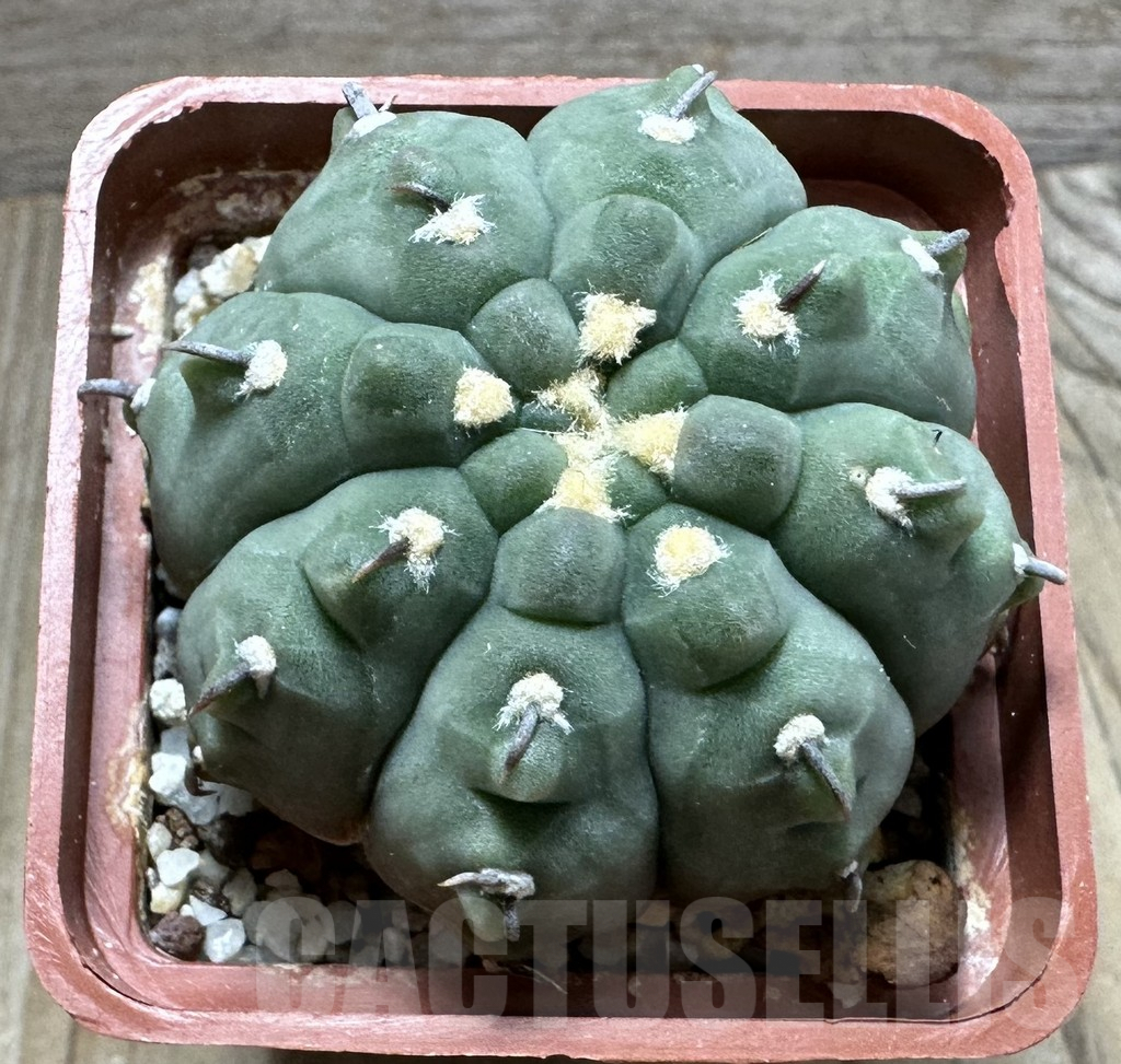 SHPR32386 Gymnocalycium vatteri v. unguispinum - Зображення 2