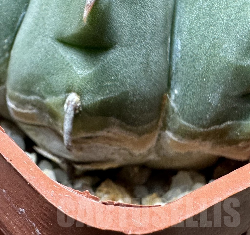 SHPR32386 Gymnocalycium vatteri v. unguispinum - Зображення 3