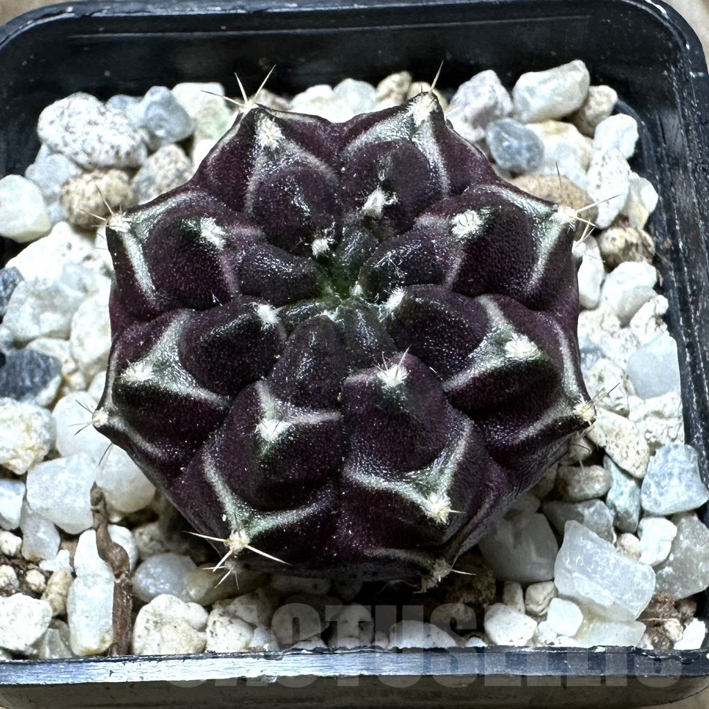 SHPR32396 Gymnocalycium mihanovichii ‘Day dream’, seedling