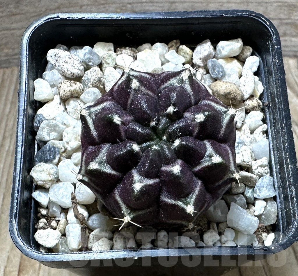 SHPR32396 Gymnocalycium mihanovichii ‘Day dream’, seedling - Image 2