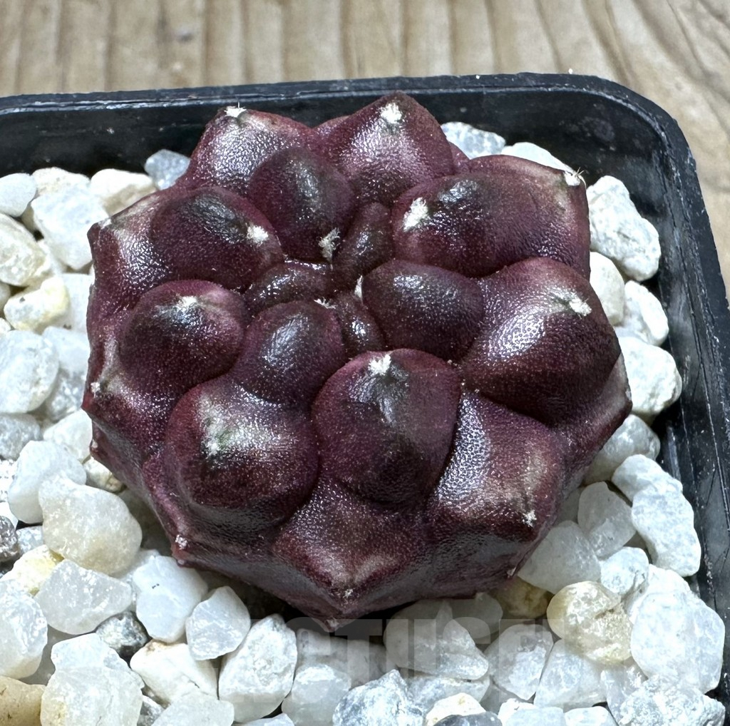 SHPR32397 Gymnocalycium mihanovichii ‘Day dream’, seedling
