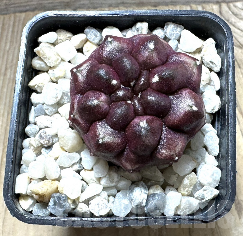 SHPR32397 Gymnocalycium mihanovichii ‘Day dream’, seedling - Image 2