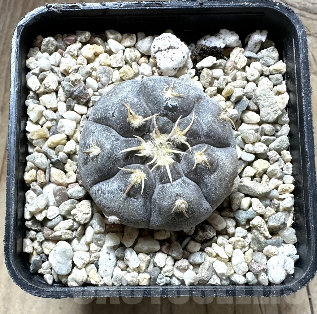 SHPR32531 Gymnocalycium prochazkianum TOM 28/2 - Obrázek 2