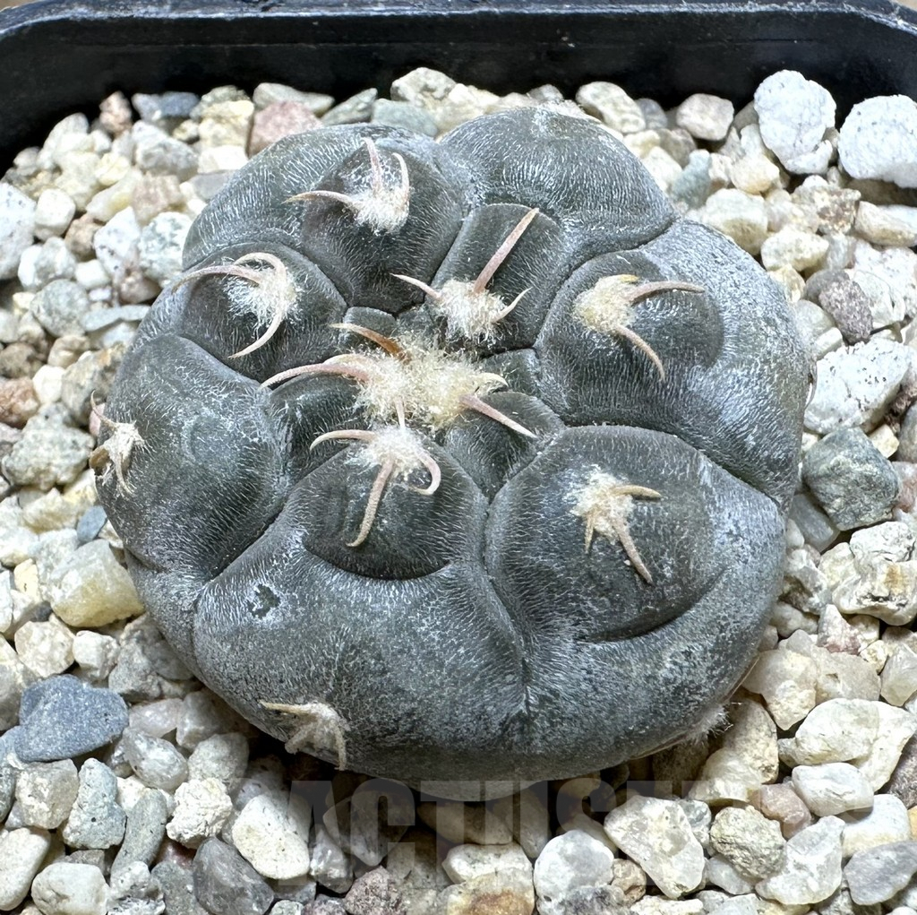 SHPR32532 Gymnocalycium prochazkianum TOM 28/2