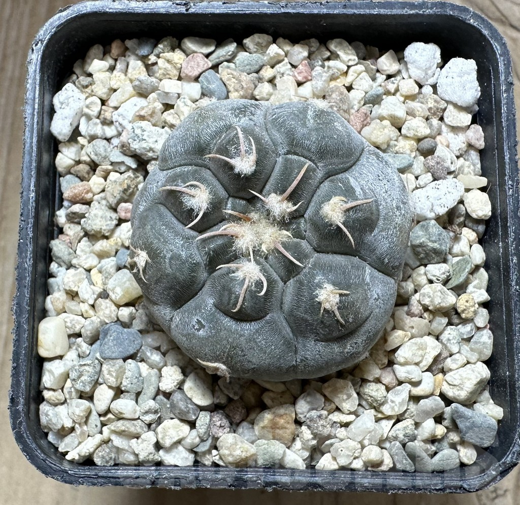 SHPR32532 Gymnocalycium prochazkianum TOM 28/2 - immagine 2