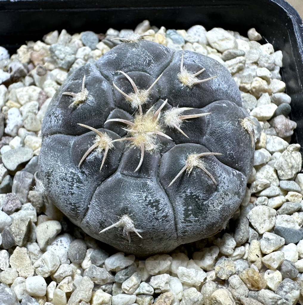 SHPR32534 Gymnocalycium prochazkianum TOM 28/2