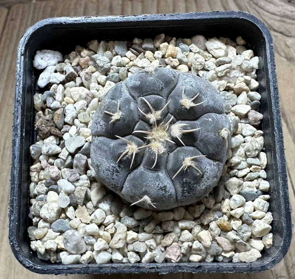 SHPR32534 Gymnocalycium prochazkianum TOM 28/2 – Image 2
