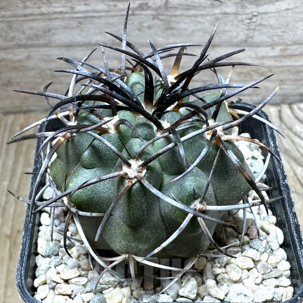 SHPR32536 Copiapoa coquimbana SAR11342