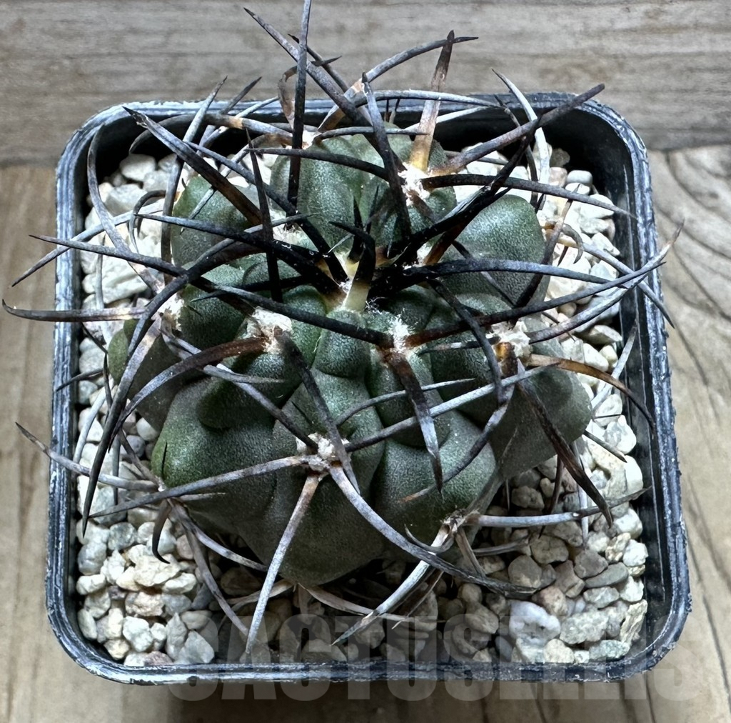 SHPR32536 Copiapoa coquimbana SAR11342 - Imagen 2