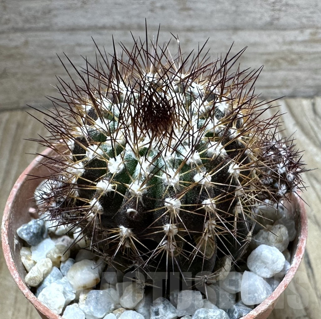 SHPR32537 Uebelmannia pectinifera v. pseudopectinifera RNK39, grafted