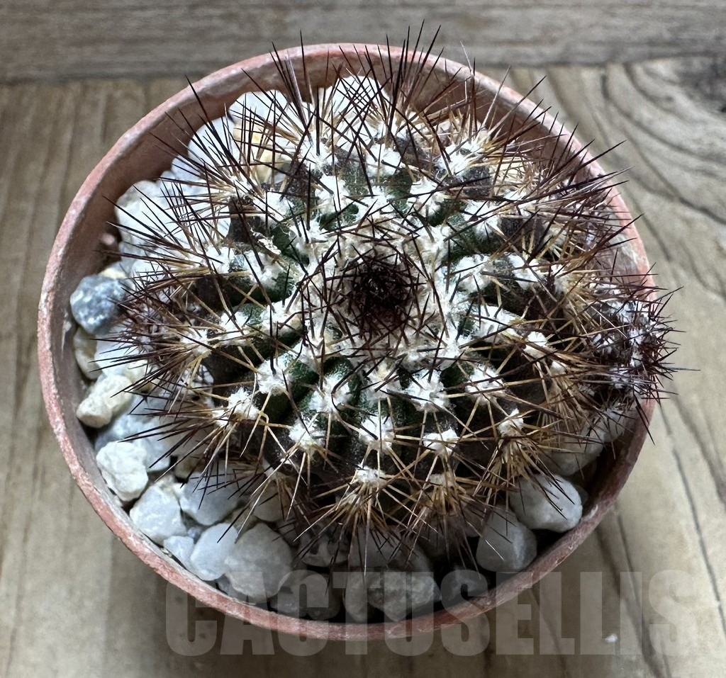 SHPR32537 Uebelmannia pectinifera v. pseudopectinifera RNK39, grafted - Imagen 2