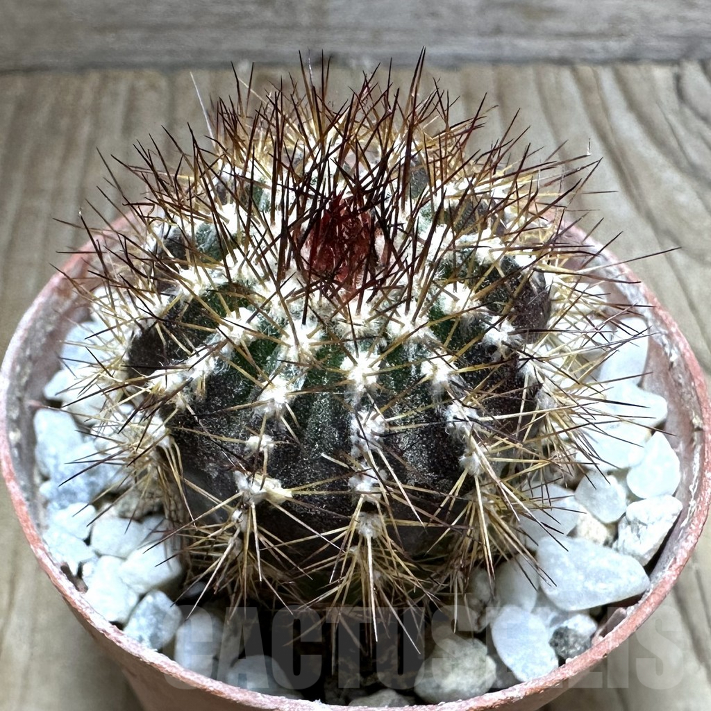 SHPR32538 Uebelmannia pectinifera v. pseudopectinifera RNK39, grafted