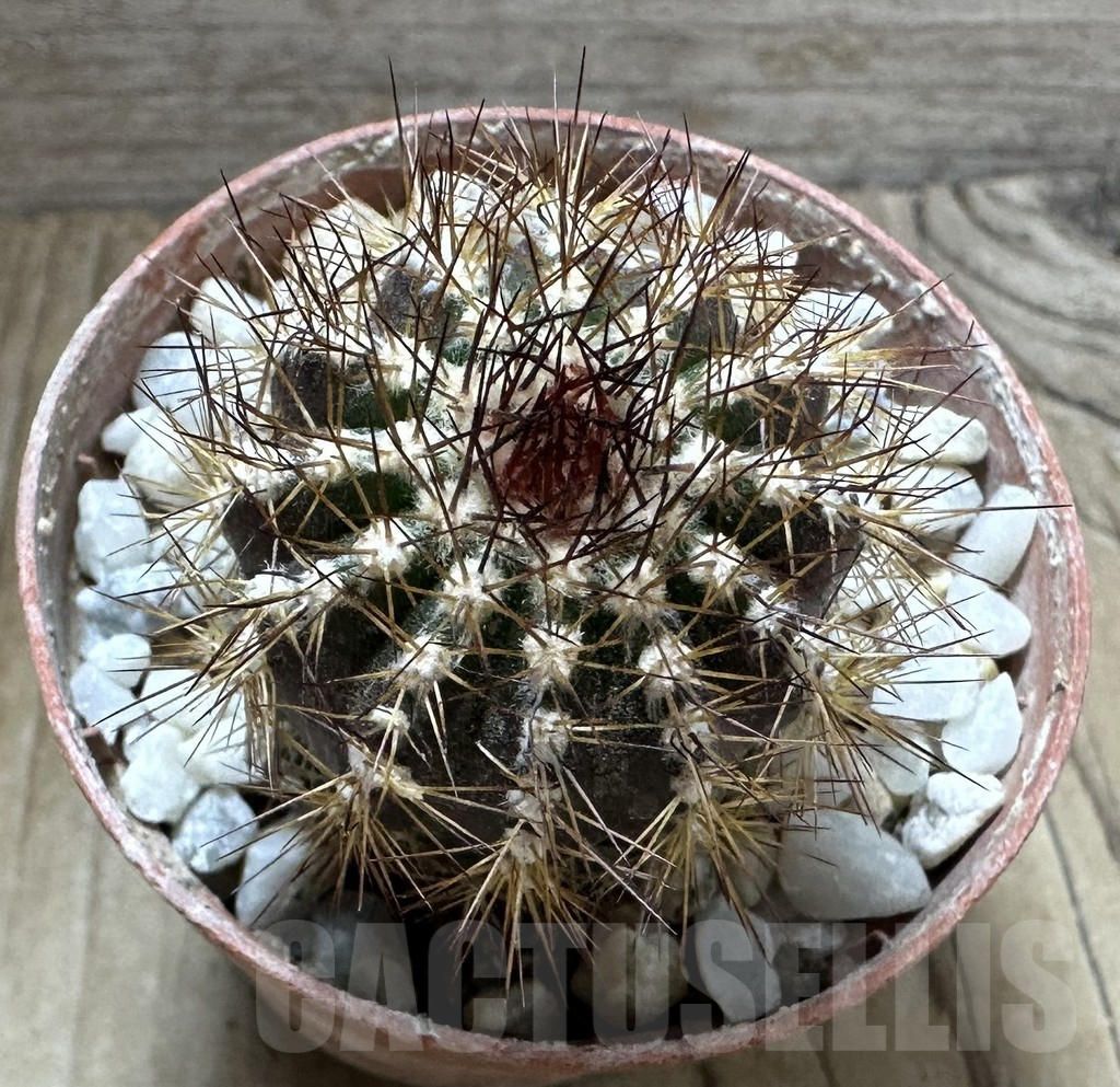 SHPR32538 Uebelmannia pectinifera v. pseudopectinifera RNK39, grafted - Imagen 2