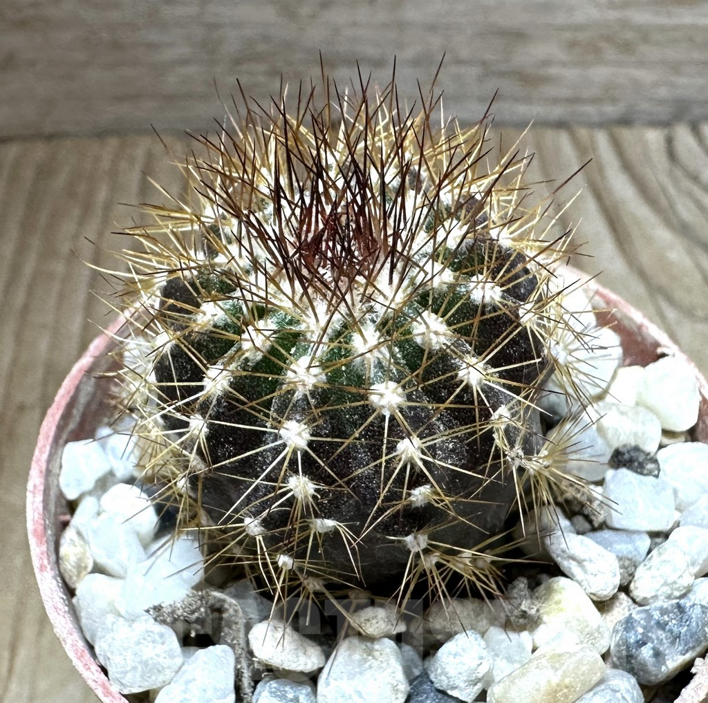 SHPR32539 Uebelmannia pectinifera v. pseudopectinifera RNK39, grafted