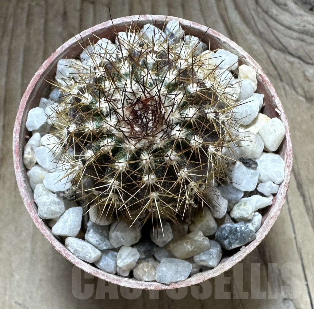 SHPR32539 Uebelmannia pectinifera v. pseudopectinifera RNK39, grafted - Image 2