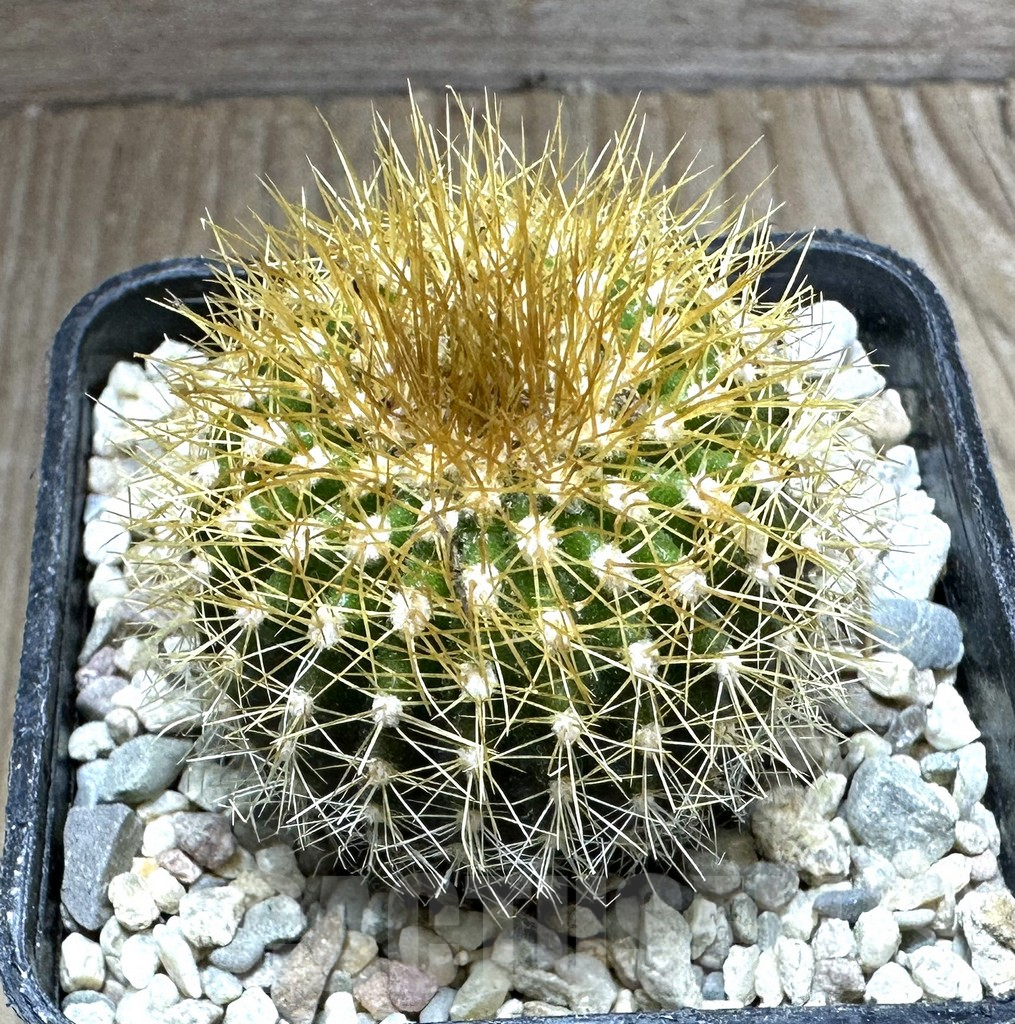 SHPR32544 Uebelmannia flavispina RNK63, grafted