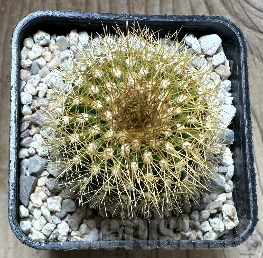 SHPR32544 Uebelmannia flavispina RNK63, grafted - Image 2