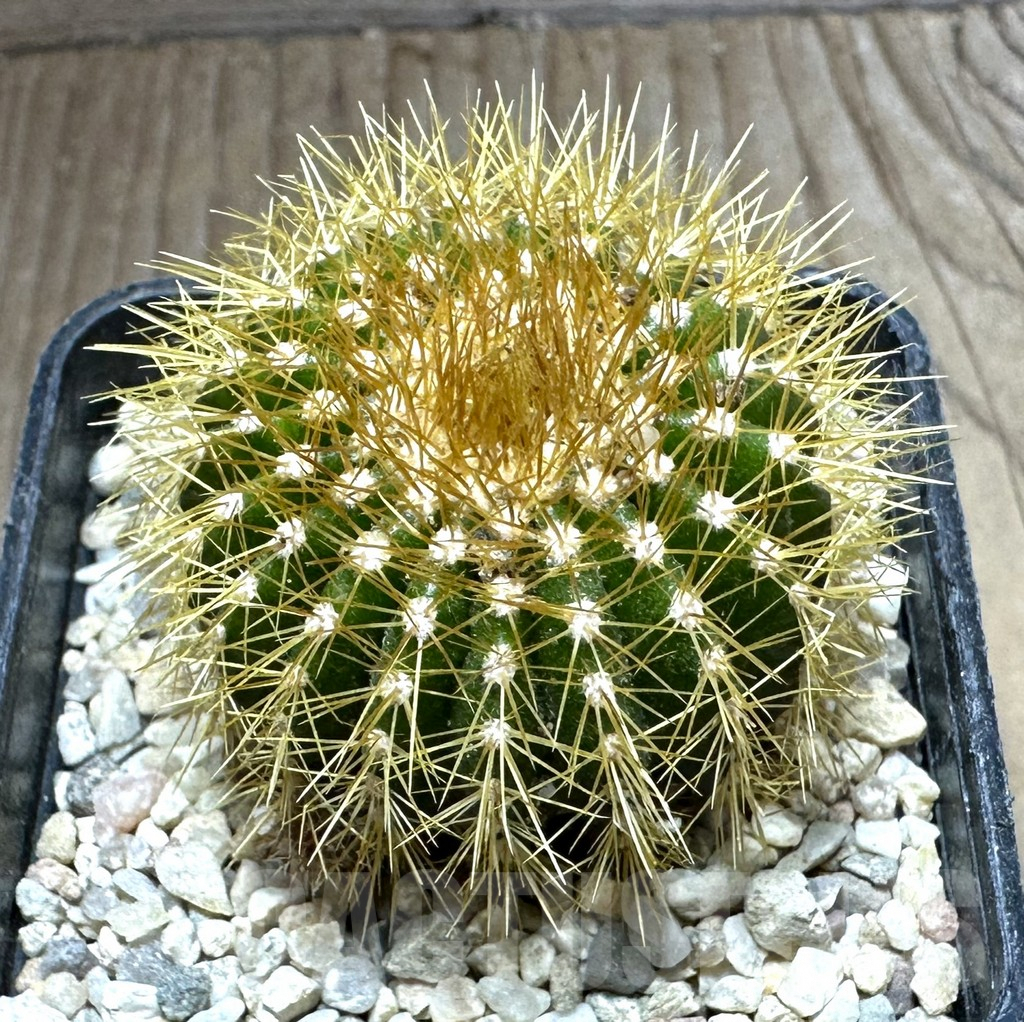 SHPR32545 Uebelmannia flavispina RNK63, grafted