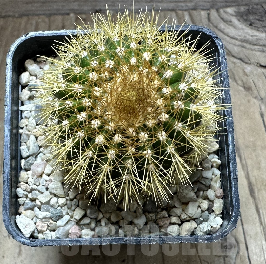 SHPR32545 Uebelmannia flavispina RNK63, grafted - Image 2