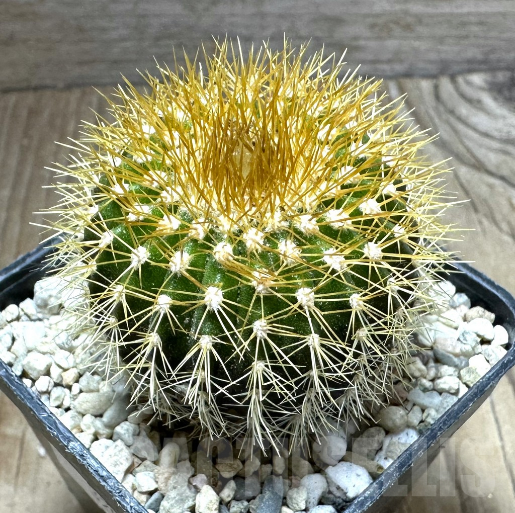 SHPR32546 Uebelmannia flavispina RNK63, grafted