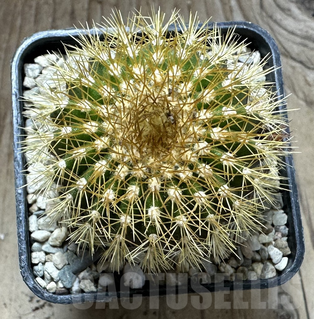 SHPR32546 Uebelmannia flavispina RNK63, grafted - Image 2