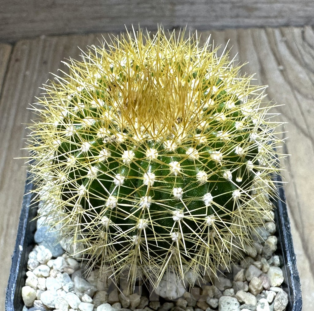 SHPR32548 Uebelmannia flavispina RNK63, grafted