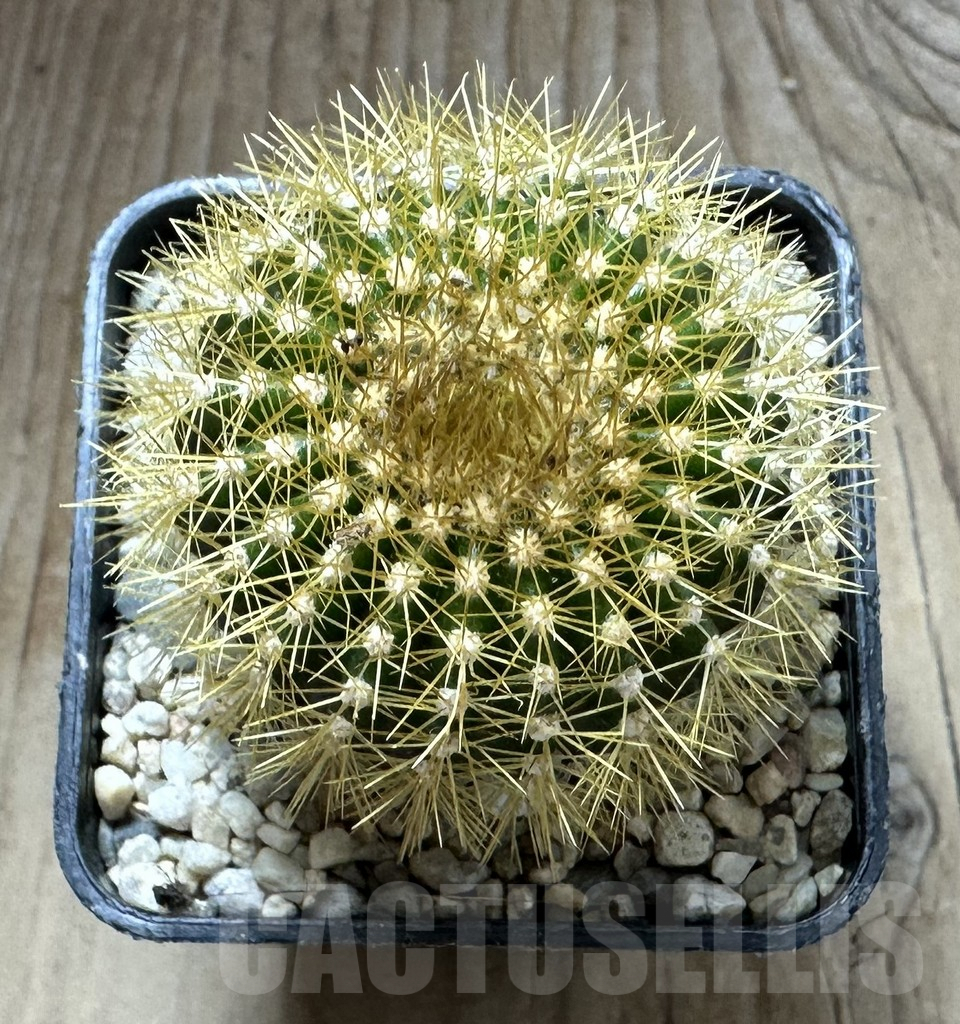 SHPR32548 Uebelmannia flavispina RNK63, grafted - Image 2