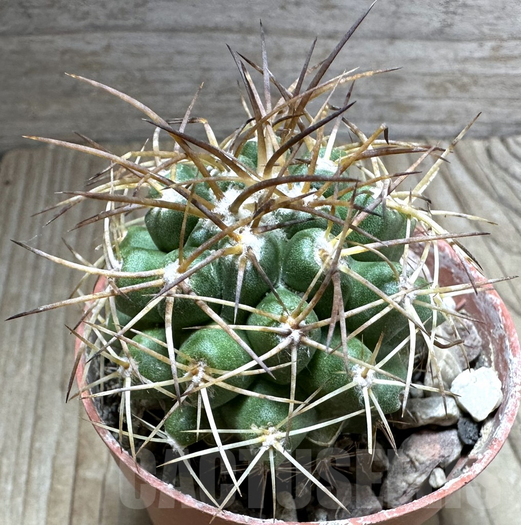 SHPR32550 Copiapoa andina GCG15018, grafted