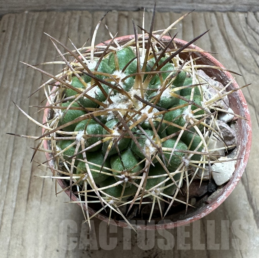 SHPR32550 Copiapoa andina GCG15018, grafted - Image 2