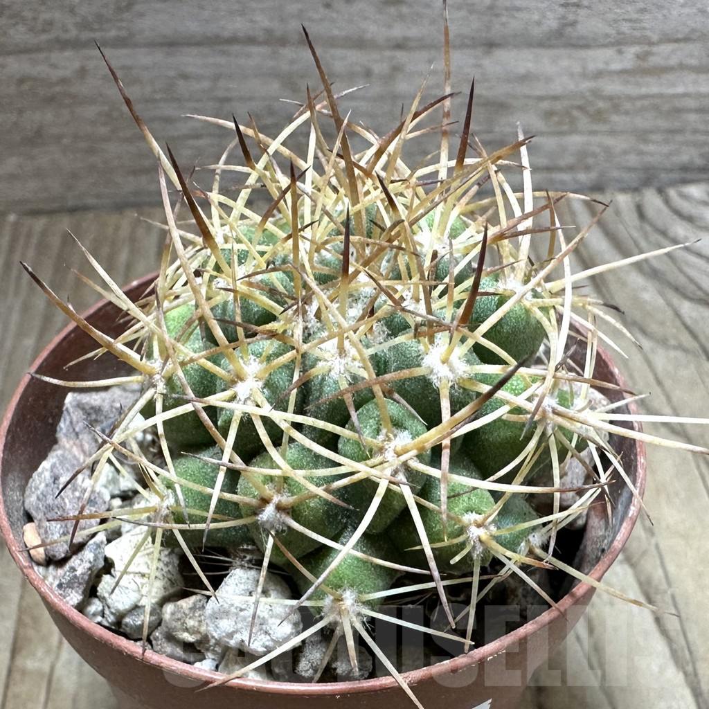 SHPR32551 Copiapoa andina GCG15018, grafted