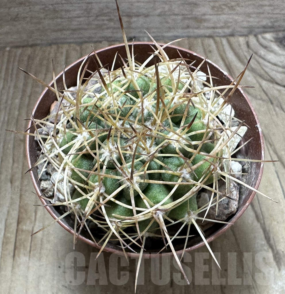 SHPR32551 Copiapoa andina GCG15018, grafted - Obrázek 2