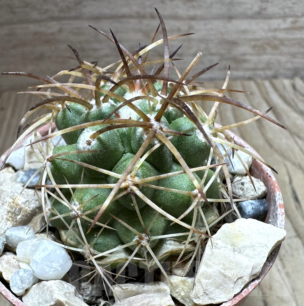 SHPR32552 Copiapoa andina GCG15018, grafted