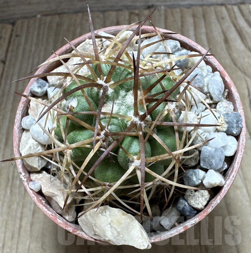 SHPR32552 Copiapoa andina GCG15018, grafted - Obrázek 2
