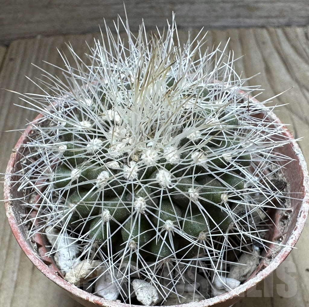 SHPR32553 Copiapoa x scopulina GCG 15037 , grafted