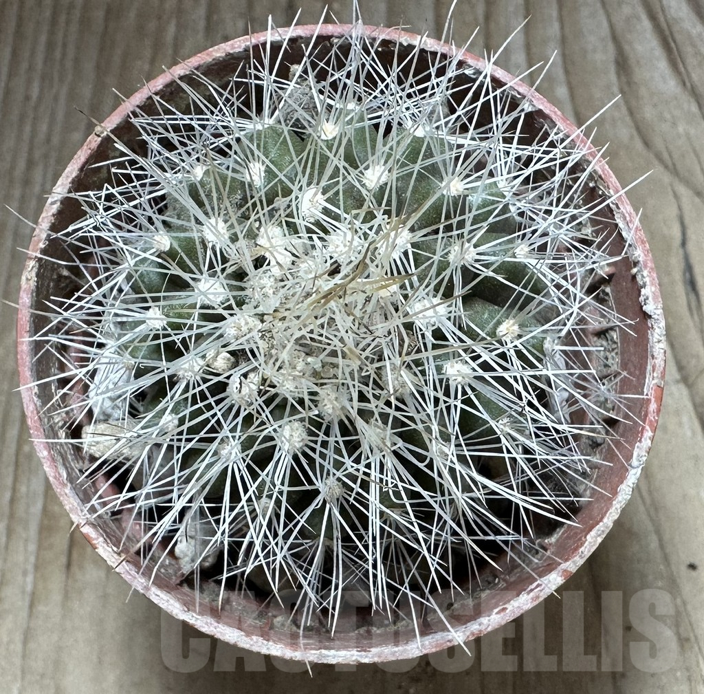 SHPR32553 Copiapoa x scopulina GCG 15037 , grafted - 画像 (2)