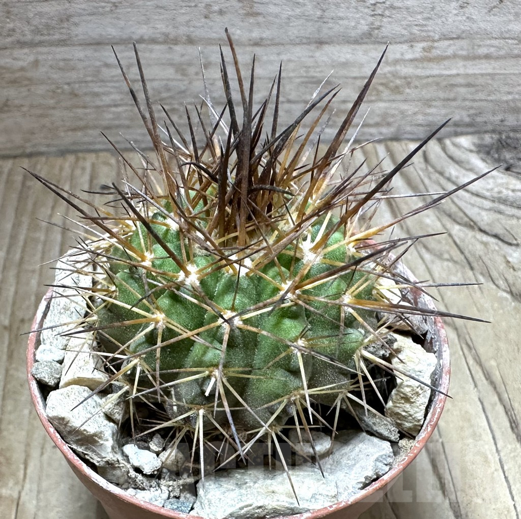 SHPR32556 Copiapoa calderana v. spinosior GCG 15019 , grafted
