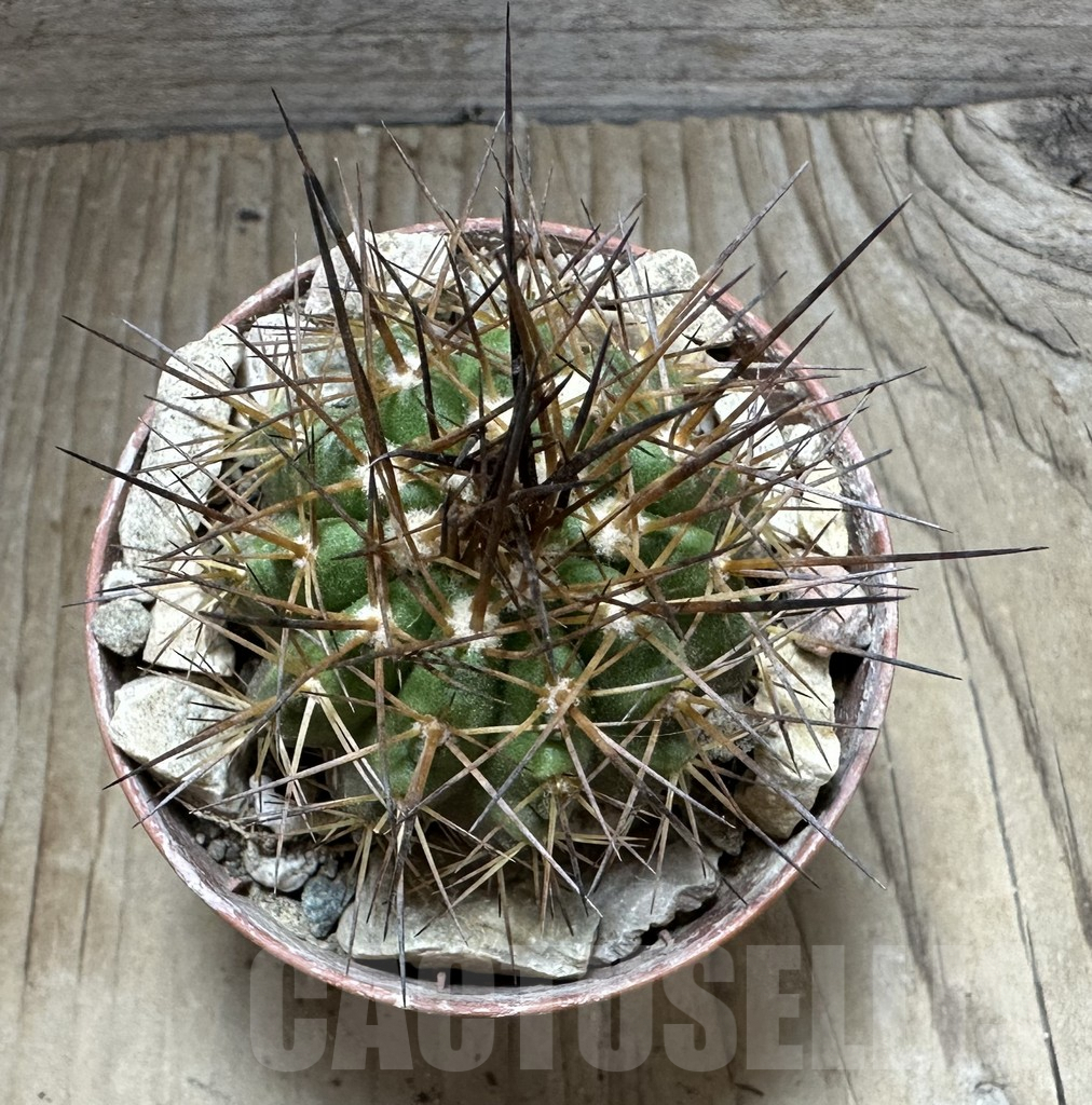 SHPR32556 Copiapoa calderana v. spinosior GCG 15019 , grafted - Image 2