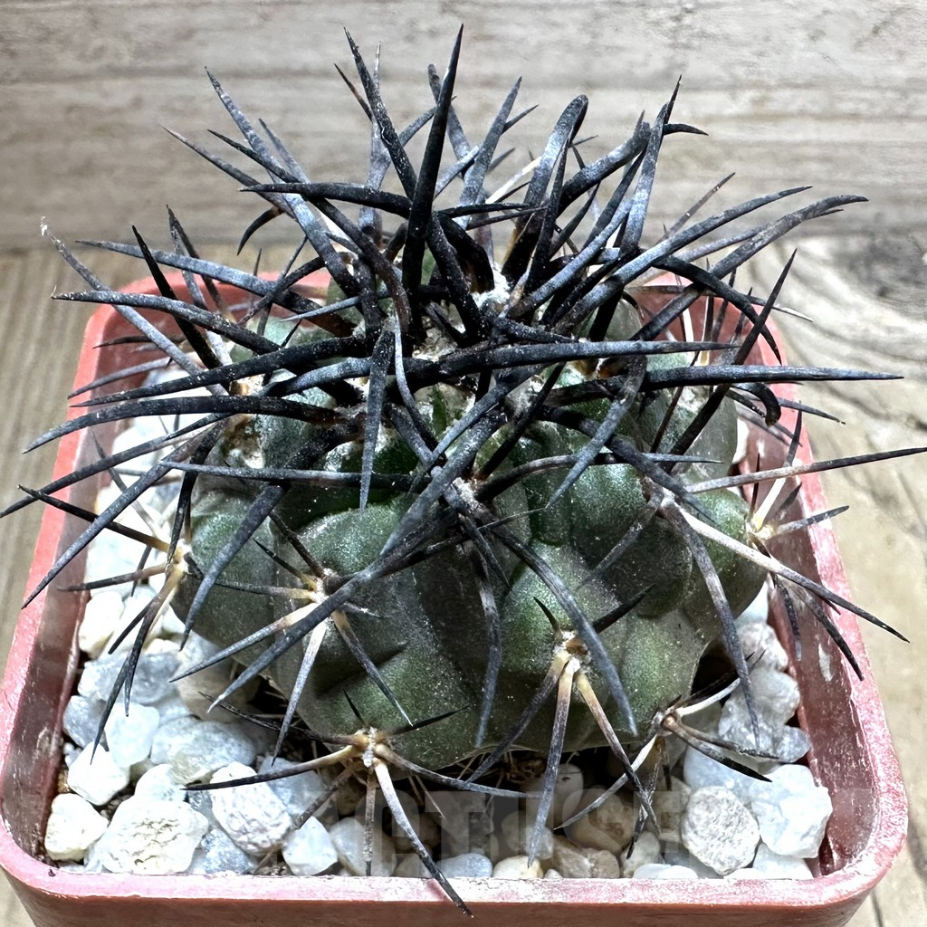 SHPR32558 Copiapoa corralensis GCG 15073, grafted