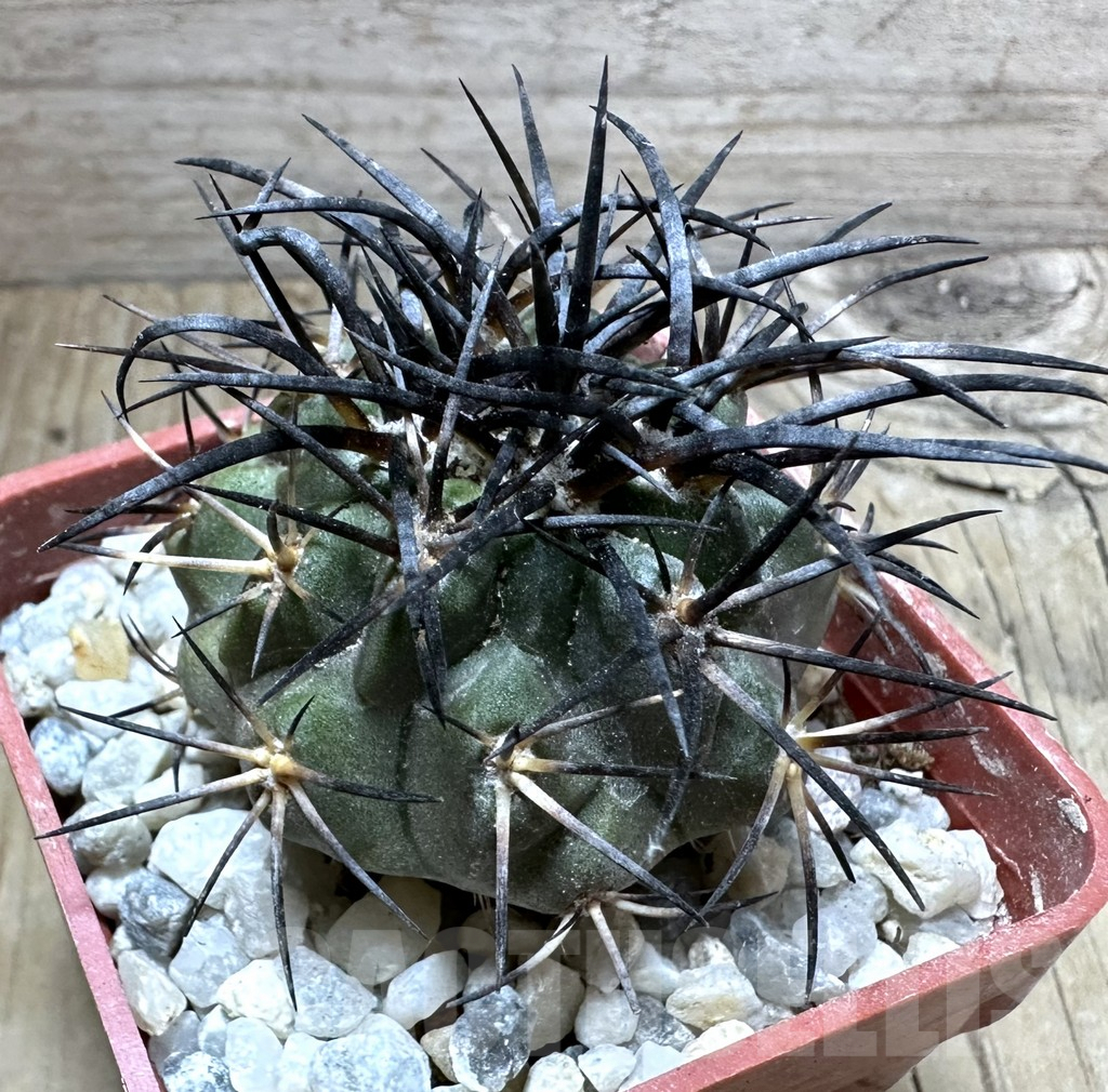 SHPR32558 Copiapoa corralensis GCG 15073, grafted - Imagen 2