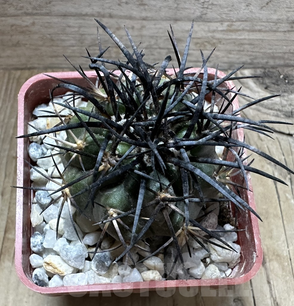 SHPR32558 Copiapoa corralensis GCG 15073, grafted - Imagen 3