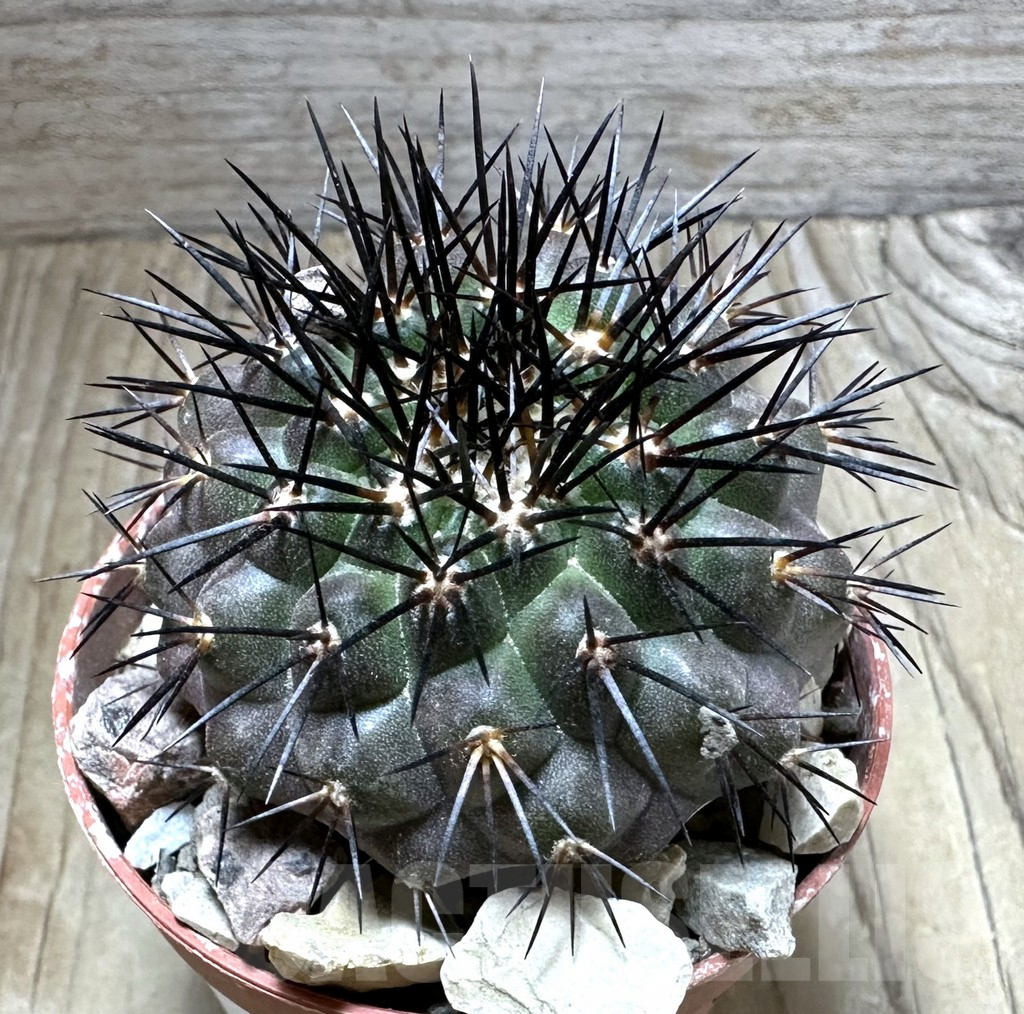 SHPR32559 Copiapoa longistaminea GCG15042, grafted