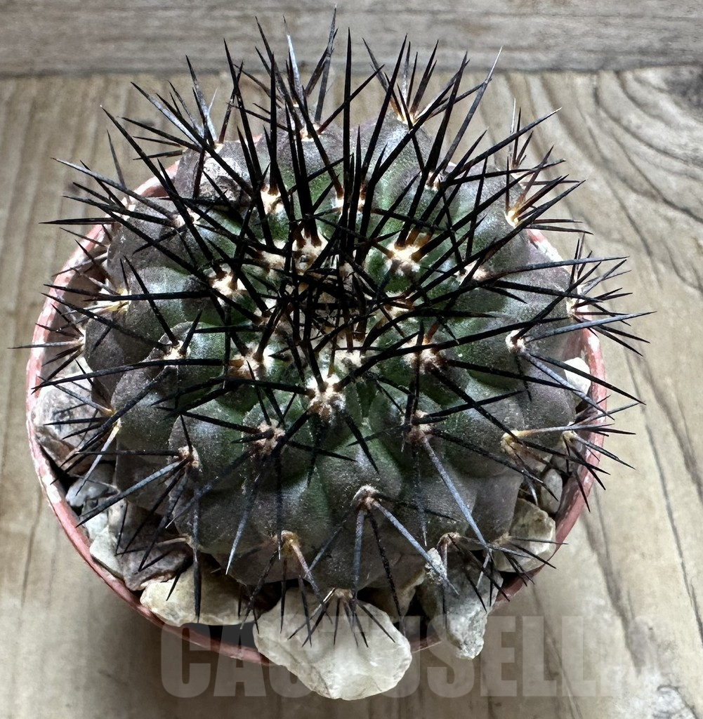 SHPR32559 Copiapoa longistaminea GCG15042, grafted - Imagen 2