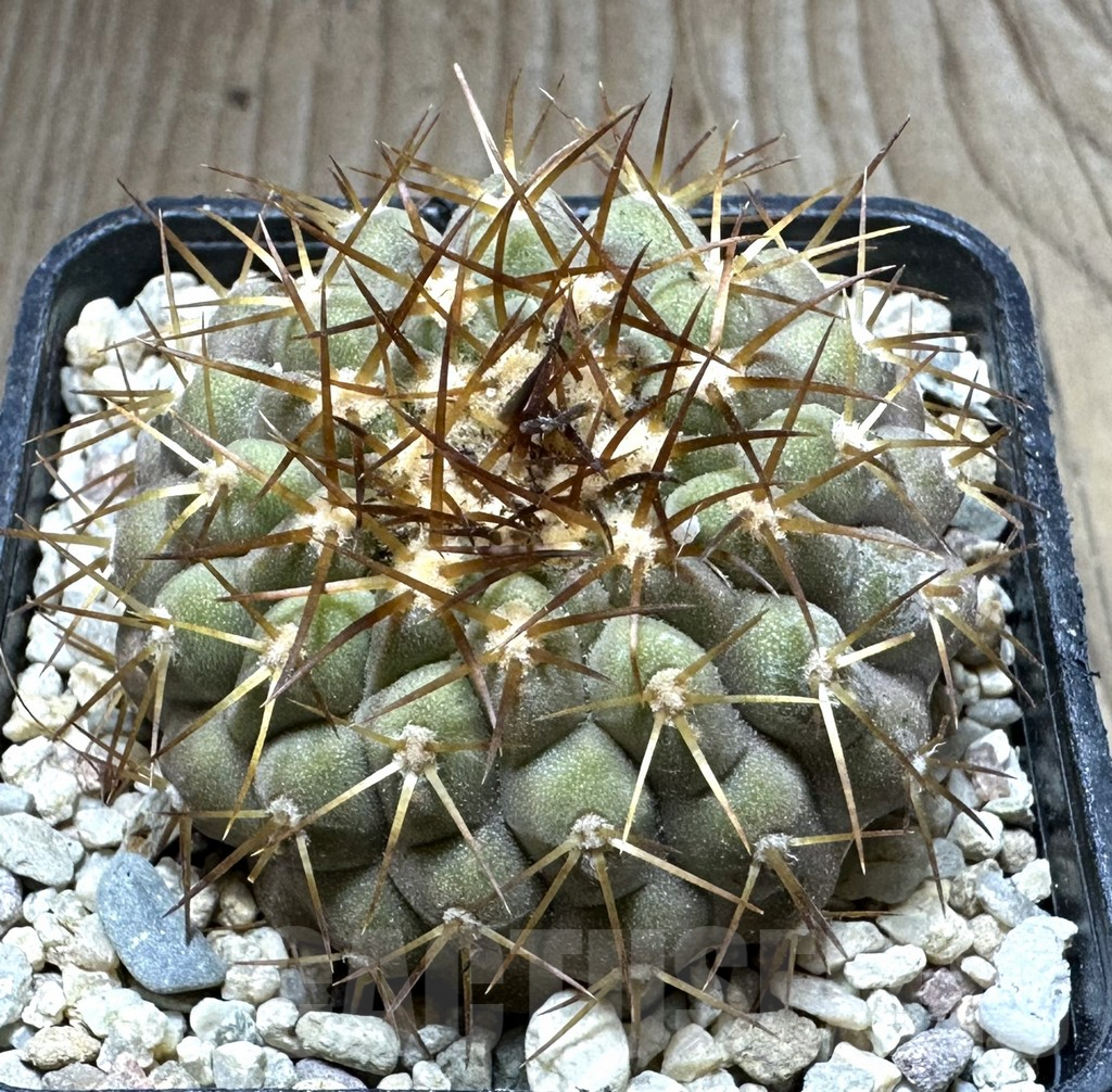 SHPR32560 Copiapoa cinerea v. columna-alba zlata GCG 15008, grafted