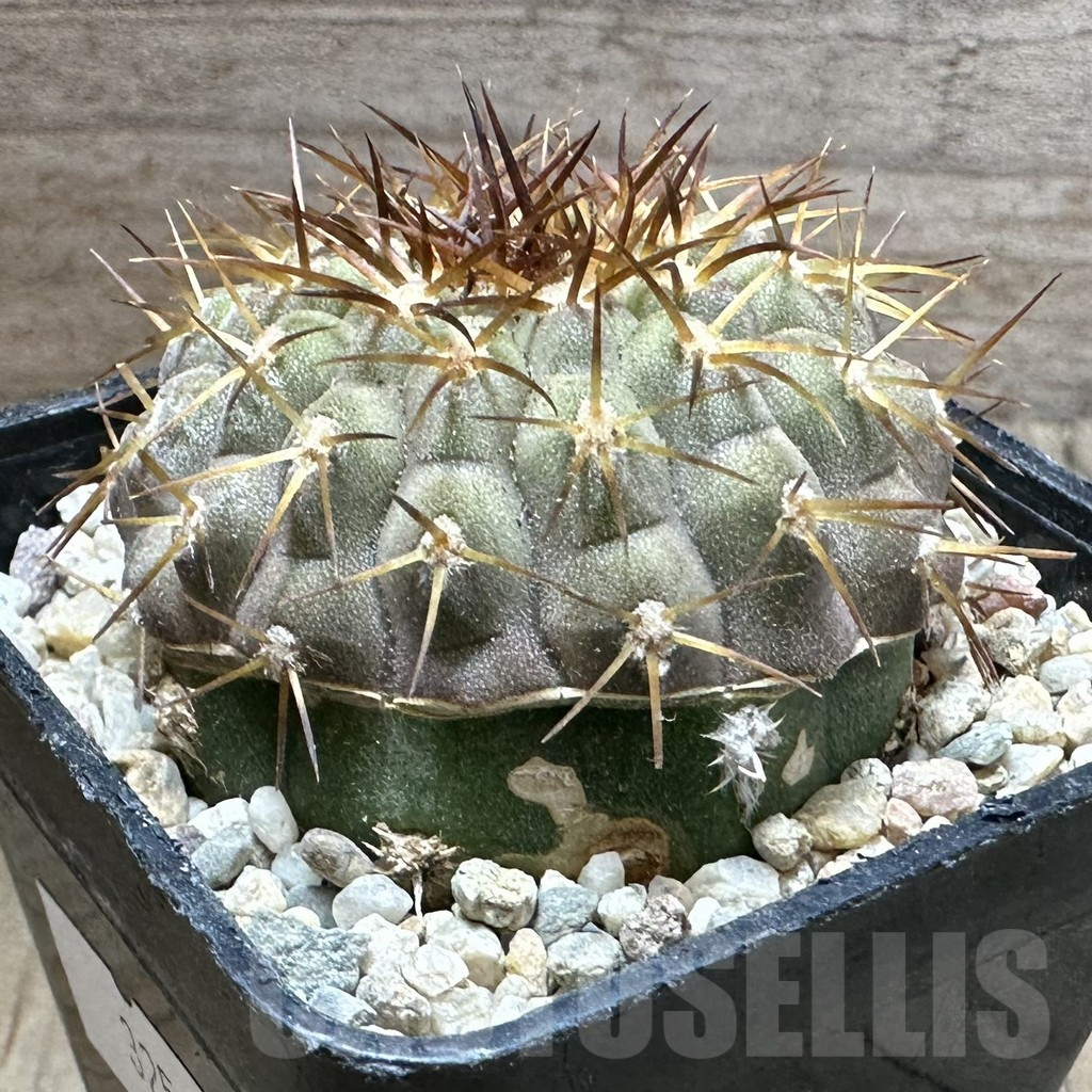SHPR32560 Copiapoa cinerea v. columna-alba zlata GCG 15008, grafted - Imagen 2