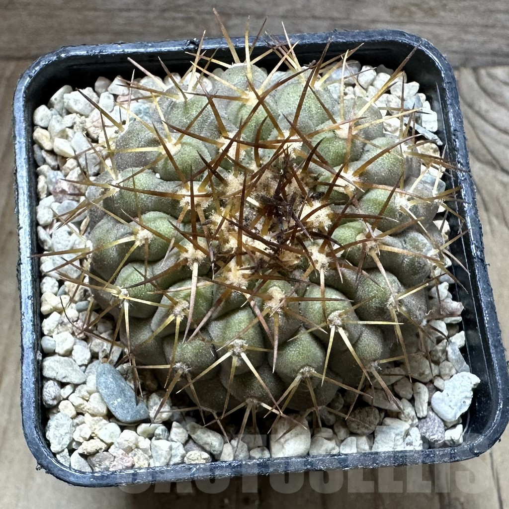 SHPR32560 Copiapoa cinerea v. columna-alba zlata GCG 15008, grafted - Imagen 3