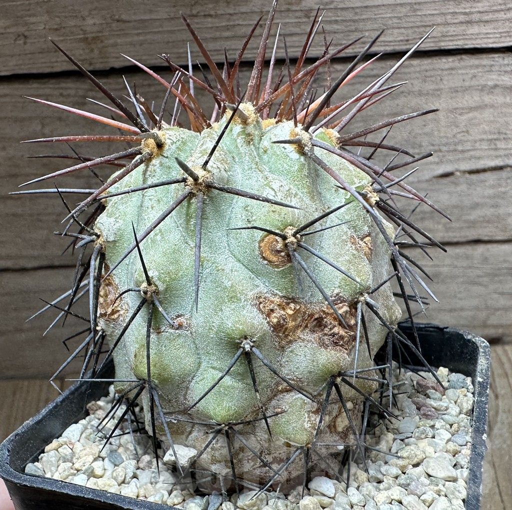 SHPR32570 Copiapoa haseltoniana - Image 2
