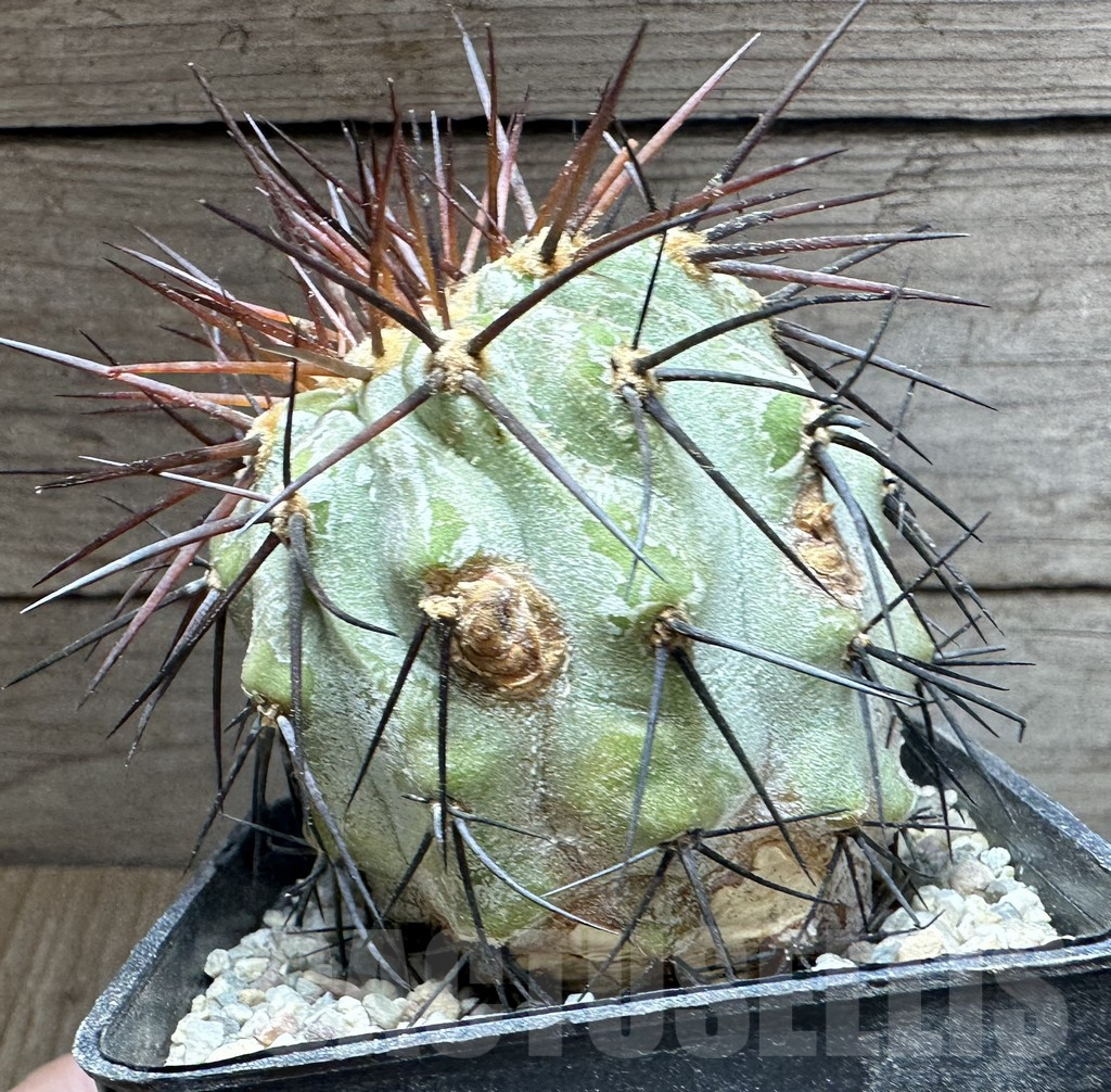 SHPR32570 Copiapoa haseltoniana - Image 3